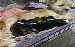Lhasa Apso dogs for sale: Lhasa apao pups  - Image 2