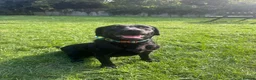 Springador dogs for sale: Beautiful springador  - Advert 2
