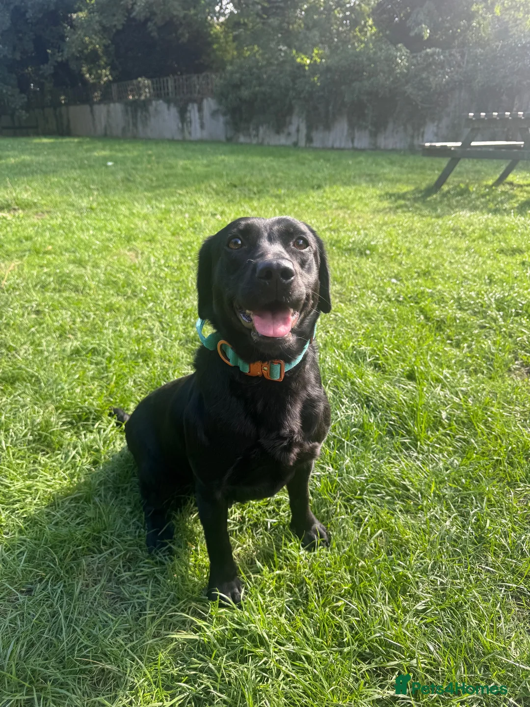Springador dogs for sale: Beautiful springador  - Advert 2