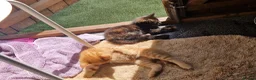 Mixed Breed cats for sale: Two kittens - Advert 8
