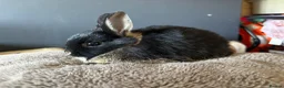 Netherland Dwarf rabbits for sale: Beautiful young female bunnies - Advert 1