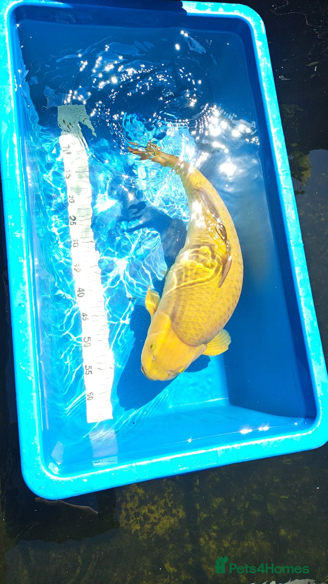 Koi Carp fish for sale: Platinum Ogon Chagoi Hi Utsuri - Advert 2