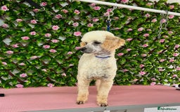 Cockapoo dogs for sale: Beautiful F1 cockapoo  - Advert 9