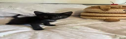 Domestic Shorthair cats for sale: 3 black kittens  - Advert 15