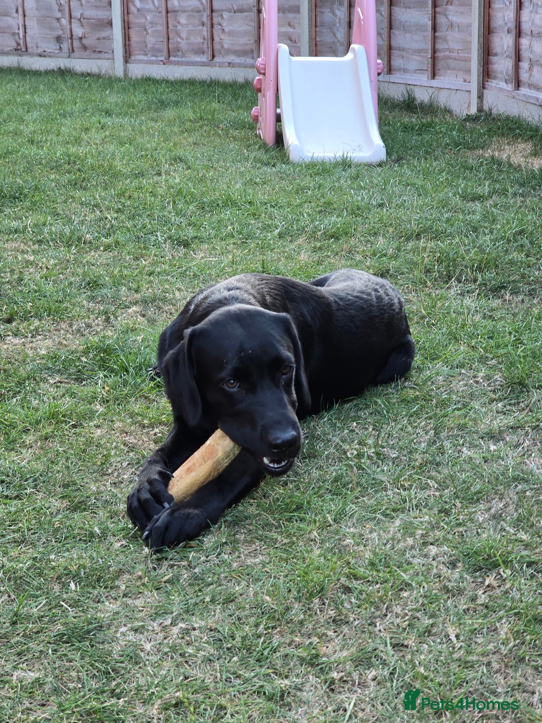 Labrador Retriever dogs for sale: Gorgeous male pedigree black labrador - Image 2