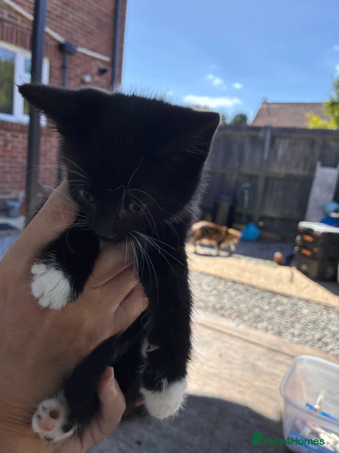 Domestic Shorthair cats for sale: Domestic short hair kittens - Advert 9