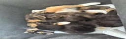 Mixed Breed cats for sale: Black male kitten looking for forever home! - Advert 11