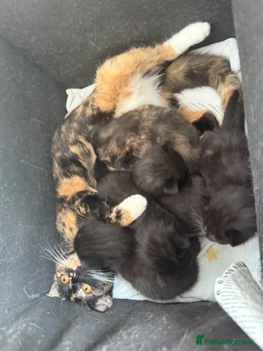 Mixed Breed cats for sale: Black male kitten looking for forever home! - Advert 11