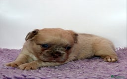 French Bulldog dogs for sale: Fluffy french bulldogs carrying Pink & Testable  - Image 15