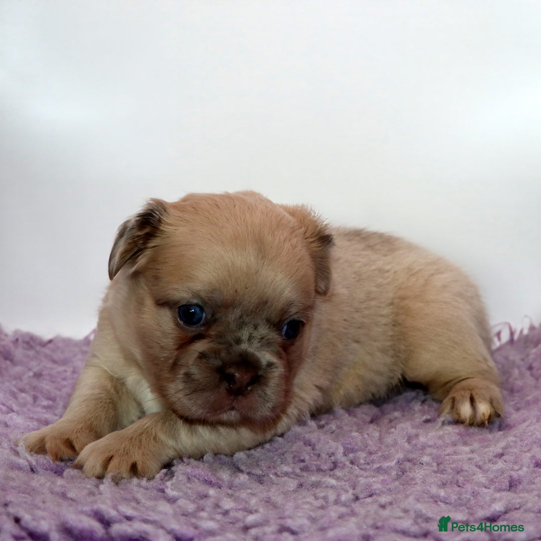 French Bulldog dogs for sale: Fluffy french bulldogs carrying Pink & Testable  - Image 15