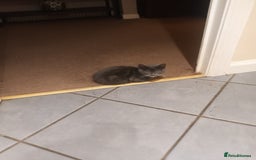 Domestic Shorthair cats for sale: Kittens  - Image 3