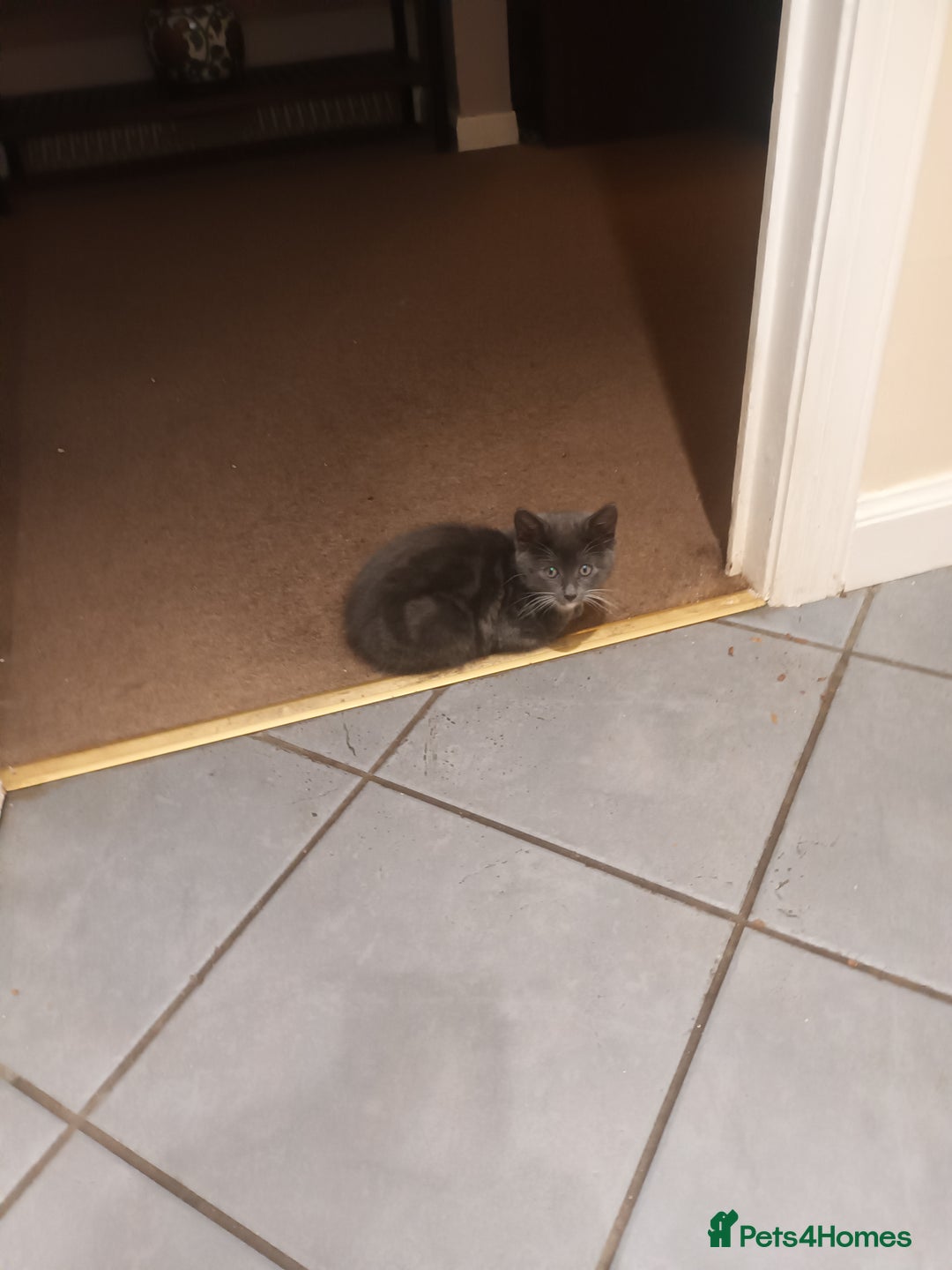 Domestic Shorthair cats for sale: Kittens  - Image 3