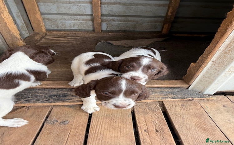 English Springer Spaniel dogs - Advert 14