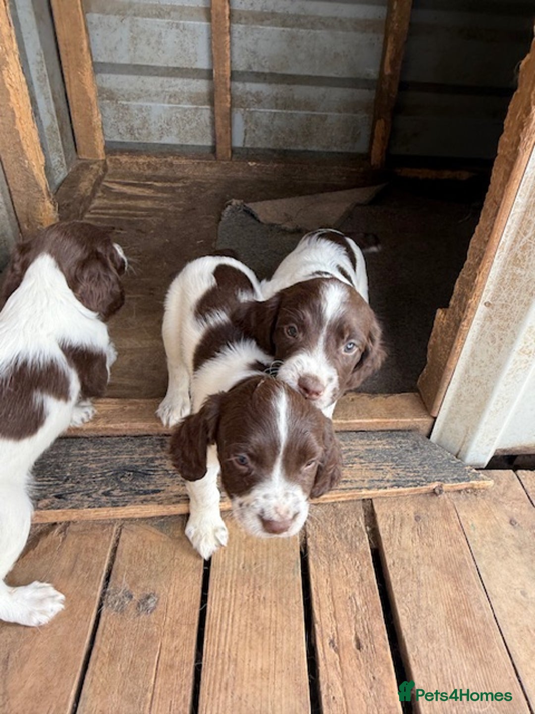 English Springer Spaniel dogs for sale: Beautiful pedigree springer spaniels  - Image 1