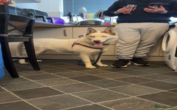 Siberian Husky dogs for sale: Siberian husky female  - Image 2