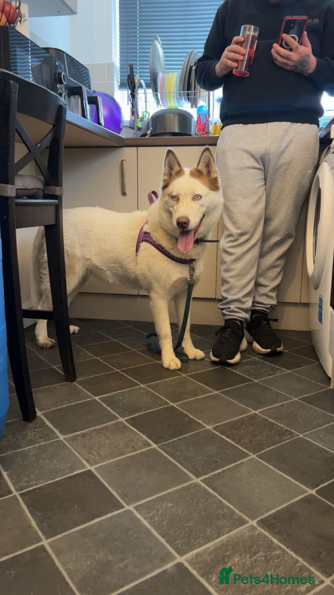 Siberian Husky dogs for sale: Siberian husky female  - Image 2