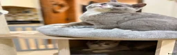 British Shorthair cats for sale: READY NEXT WEEK - FULL PEDIGREE REGISTERED BSH - Advert 27