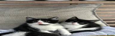 Mixed Breed Lenuta