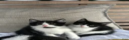 Mixed Breed cats for sale: Batman - Advert 6