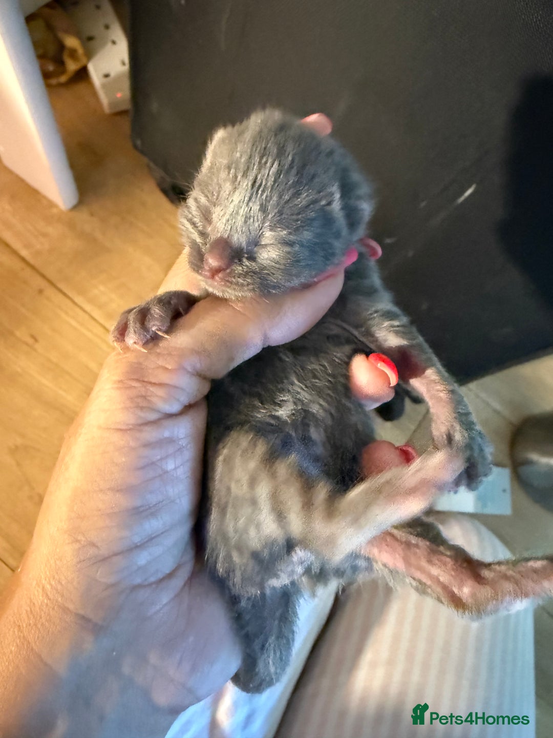 Ragdoll cats for sale: Ragdoll x British blue ONE MALE - Image 10