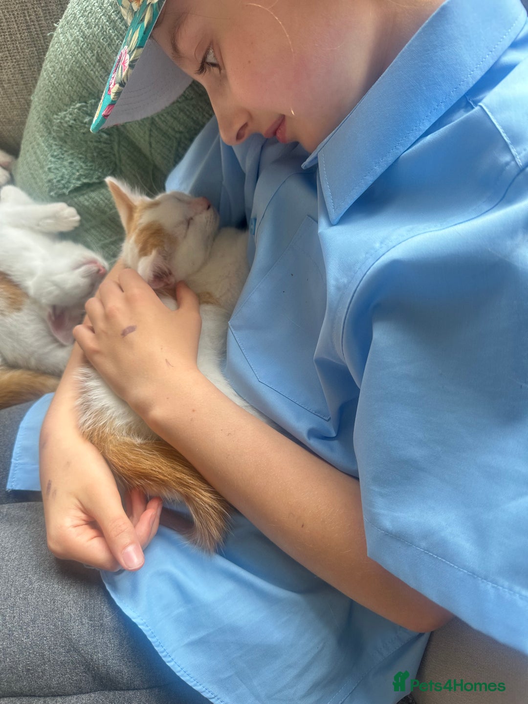 Turkish Van cats for sale: 5 beautiful kittens looking for families  - Image 12