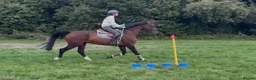 British Warmblood horses for sale: Everyone Needs A Guinness  - Advert 6