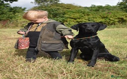 Labrador Retriever dogs for stud: Fully health tested working black Labrador stud  - Image 5