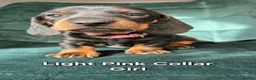 Dachshund dogs for sale: KC Standard Long Haired & Smooth Dachshund Puppies - Advert 16