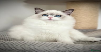 Ragdoll cats - Advert 15