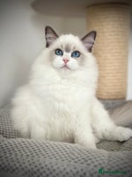 Ragdoll cats - Advert 3