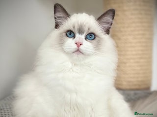 Ragdoll cats - Advert 30