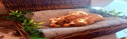 Cavalier King Charles Spaniel dogs for sale: HEALTH TESTED CLEAR cavalier puppies  - Advert 9
