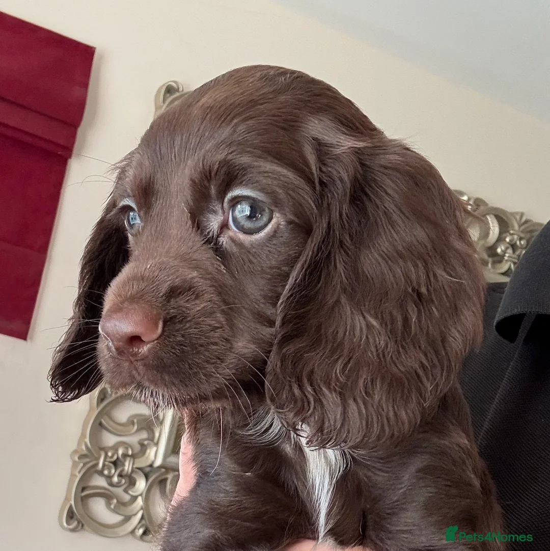 Cocker Spaniel dogs for sale: Stunning KC reg’d Cocker Spaniel Puppies  - Advert 1