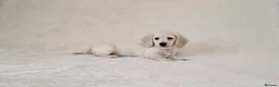 Miniature Dachshund dogs for sale: Rare Cream Longcoat Miniature Dachshund Puppies - Advert 24