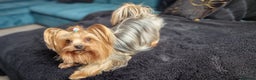 Yorkshire Terrier dogs for sale: 4 Lovely puppies  - Advert 2