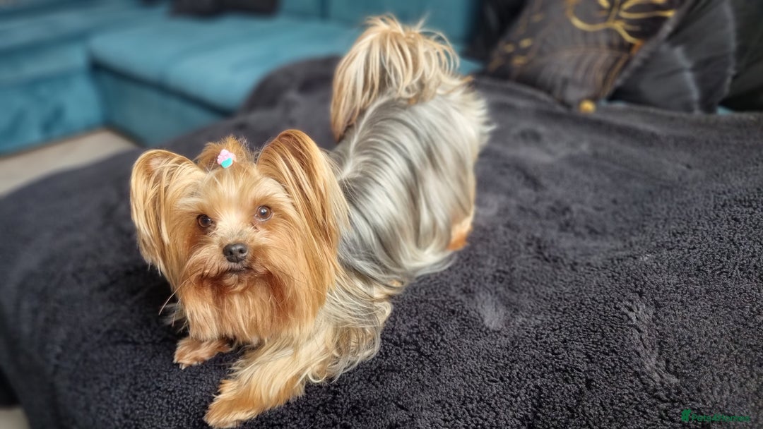Yorkshire Terrier dogs for sale: 4 Lovely puppies  - Advert 2