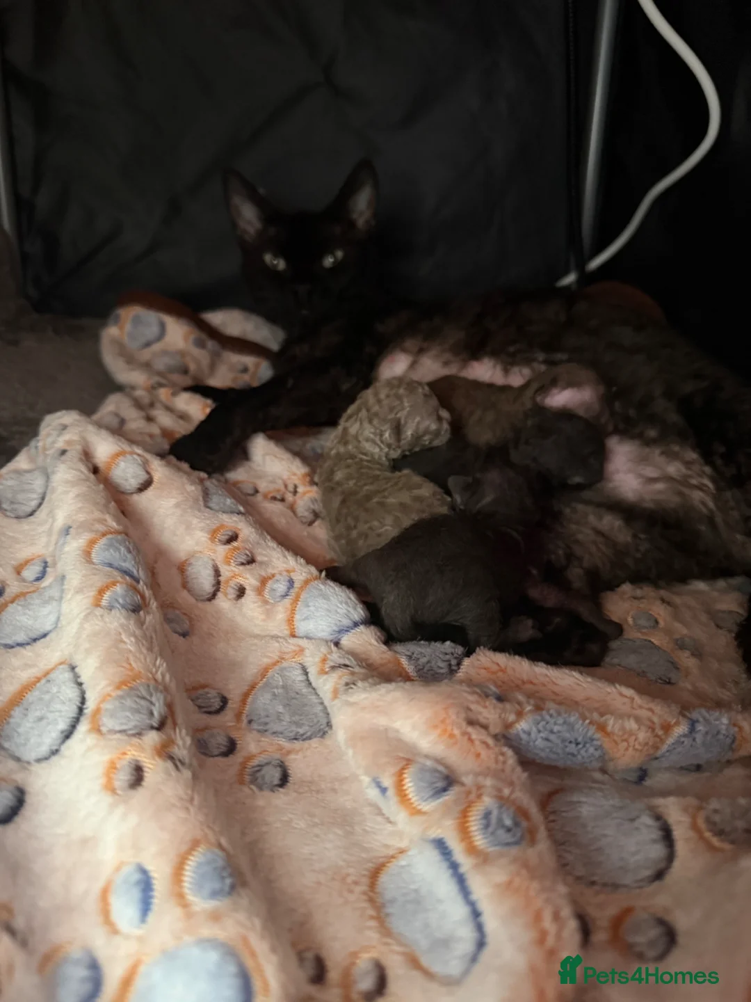 Devon Rex cats for sale: Pretty little babies 😻 really to reserve - Advert 20