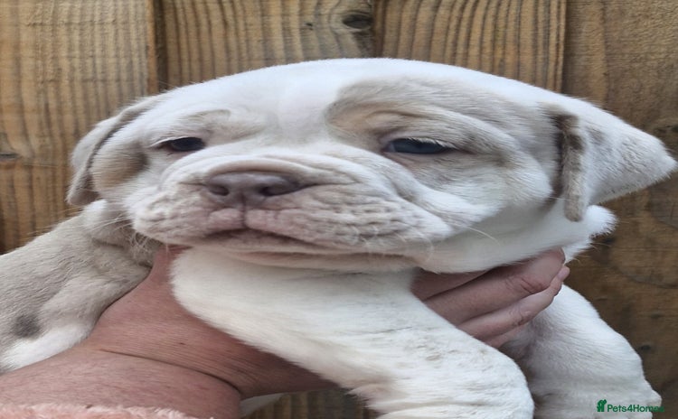 Olde English Bulldogge dogs - Advert 1