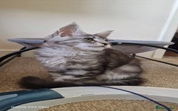 Maine Coon cats for sale: Pure Maine coon - Image 9