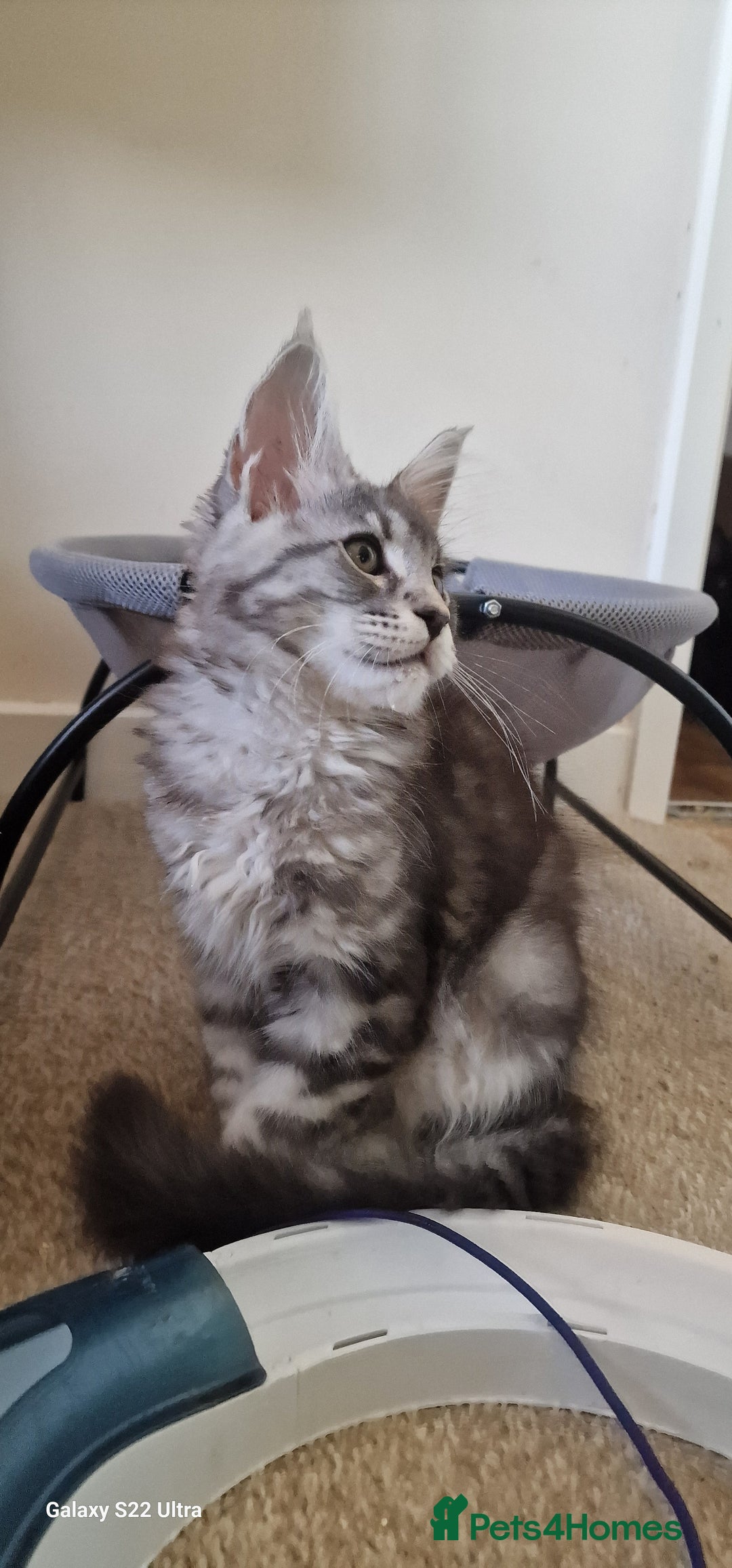 Maine Coon cats for sale: Pure Maine coon - Image 9