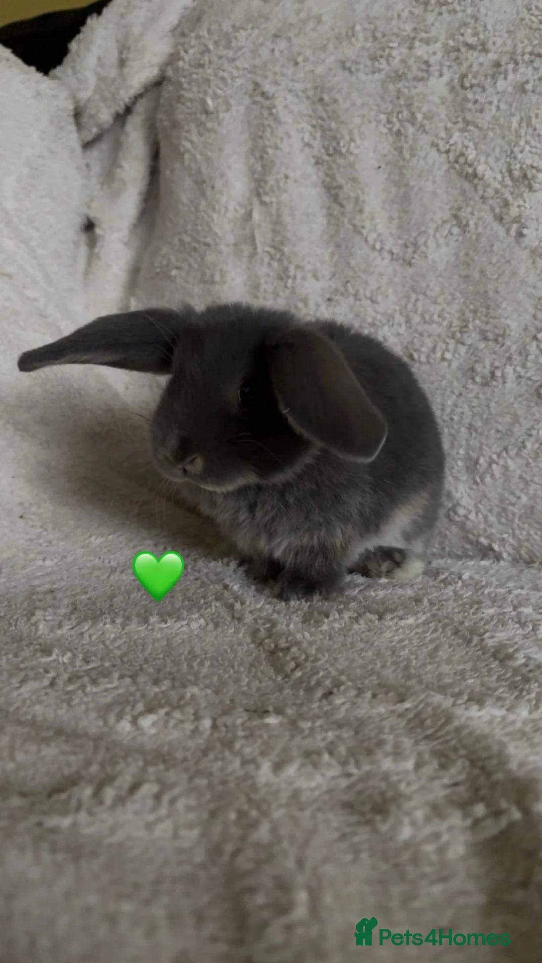 Mixed Breed rabbits for sale: baby rabbits now available - Advert 10