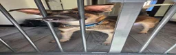 Mixed Breed dogs for adoption: NERO-gentle boy/sweet nature/likes dogs&cats in Lincoln - Advert 3