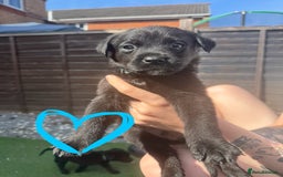 Mixed Breed dogs for sale: Last little girl! Reduced! - Image 15