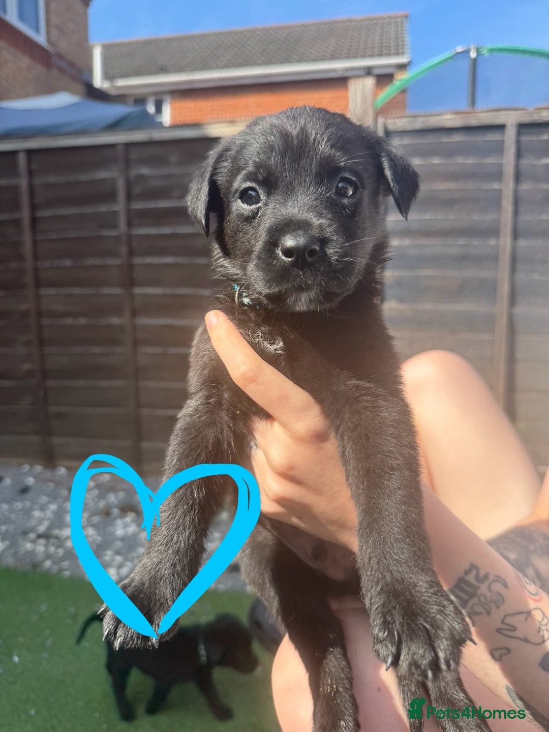Mixed Breed dogs for sale: Last little girl! Reduced! - Image 15