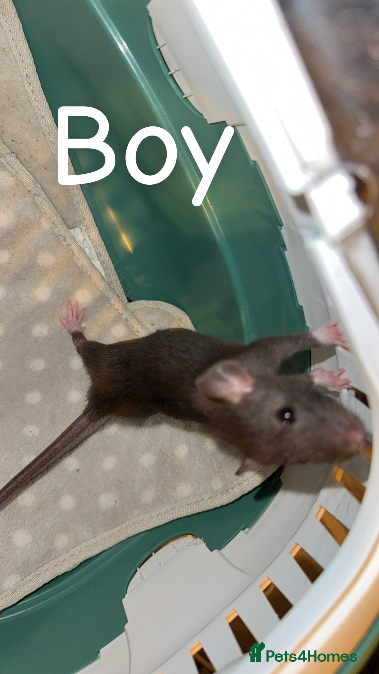 Rat rodents Baby rats mixed  - Advert 4