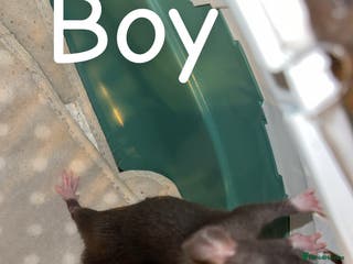 Rat rodents Baby rats mixed - Advert 3