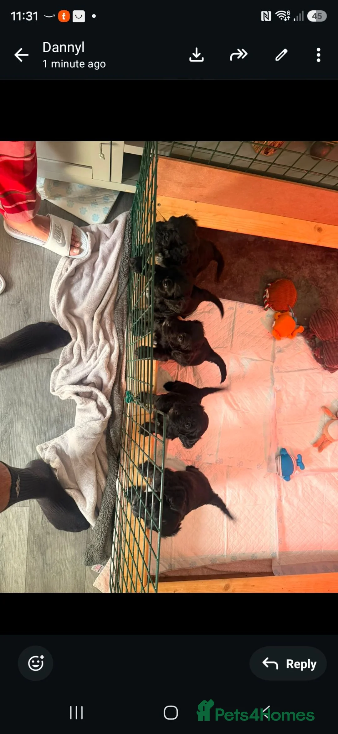 Mixed Breed dogs for sale: Cocker Spaniel/Poochon - Advert 2
