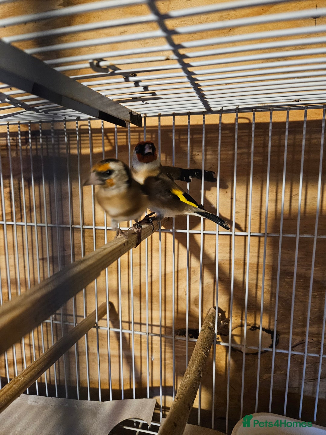Finches birds for sale: Goldfinches, Bengalese finches & Zebra Finches - Advert 8