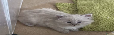 Siberian 1