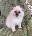 Ragdoll cats **TWO BOYS LEFT FOR NEW HOMES READY NOW** - Advert 5